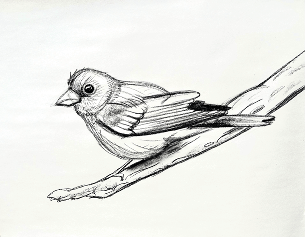 Bird drawn with shapes