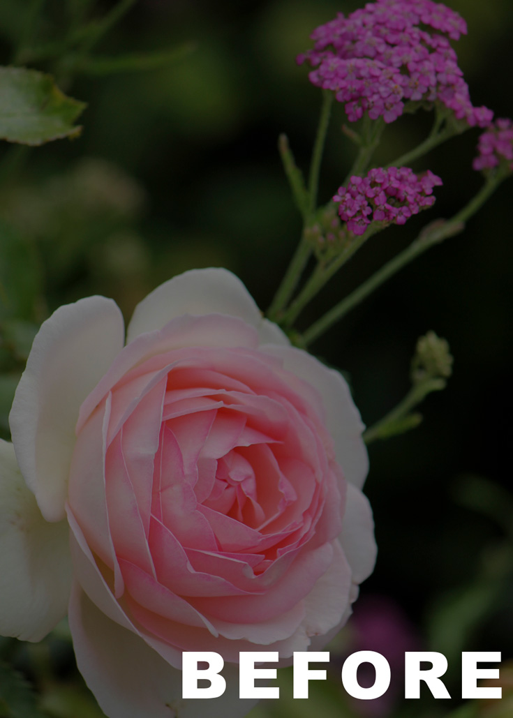 Rose before being edited